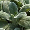 Strong Lungs herbs