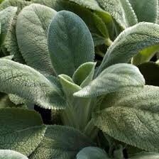 Strong Lungs herbs