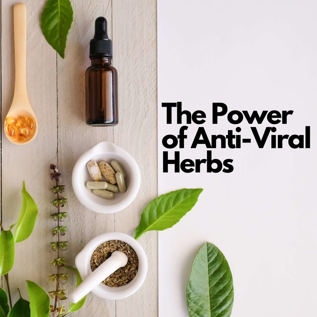 ANTI-VIRAL HERBS