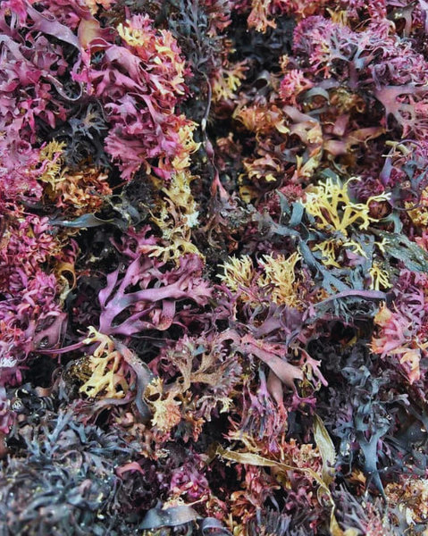 2 OZ RAW SEAMOSS (Chondrus crispus)